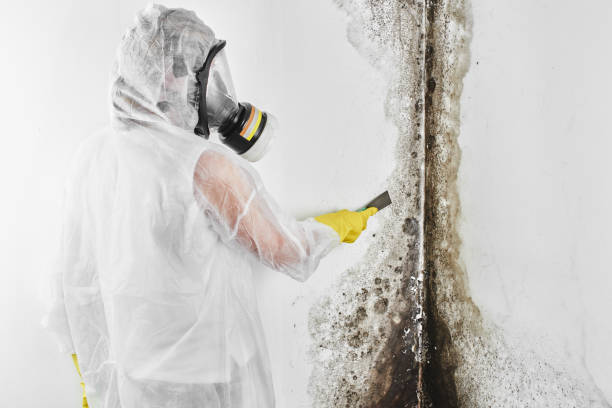 Mold Removal Process in Boston, MA