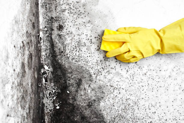 Best Mold Testing  in Boston, MA