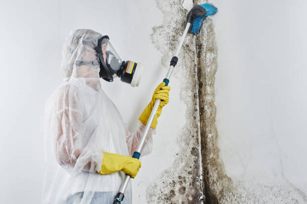 Boston, MA Mold Removal Company