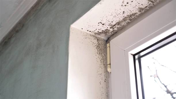 Best Black Mold Removal  in Boston, MA