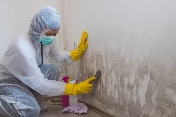 Best Crawl Space Mold Removal  in Boston, MA
