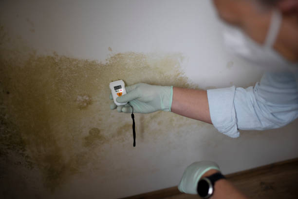 Home Mold Removal in Boston, MA