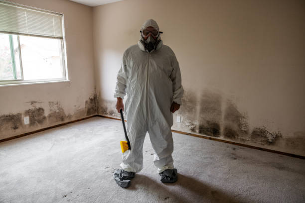 Best Attic Mold Removal  in Boston, MA
