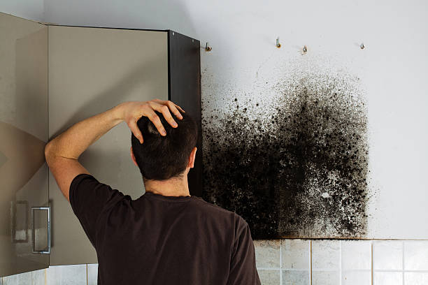 Mold Removal and Inspection in Boston, MA